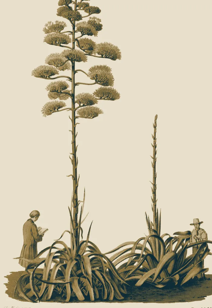 Lámina de 1862: un maguey en flor, con su quiote alto, junto a dos hombres.