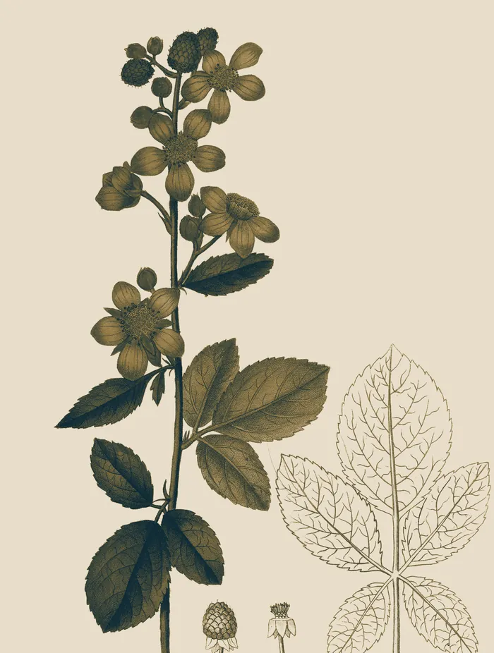 Lámina botánica de 1833: una rama de zarzamora con flores, hojas y frutos.